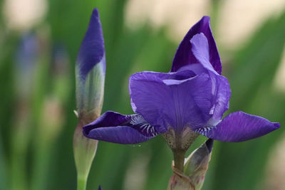 Close-up of purple iris flower