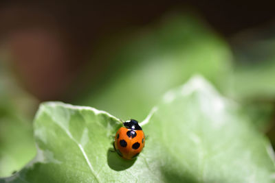 Close-up of ladybug on leaf