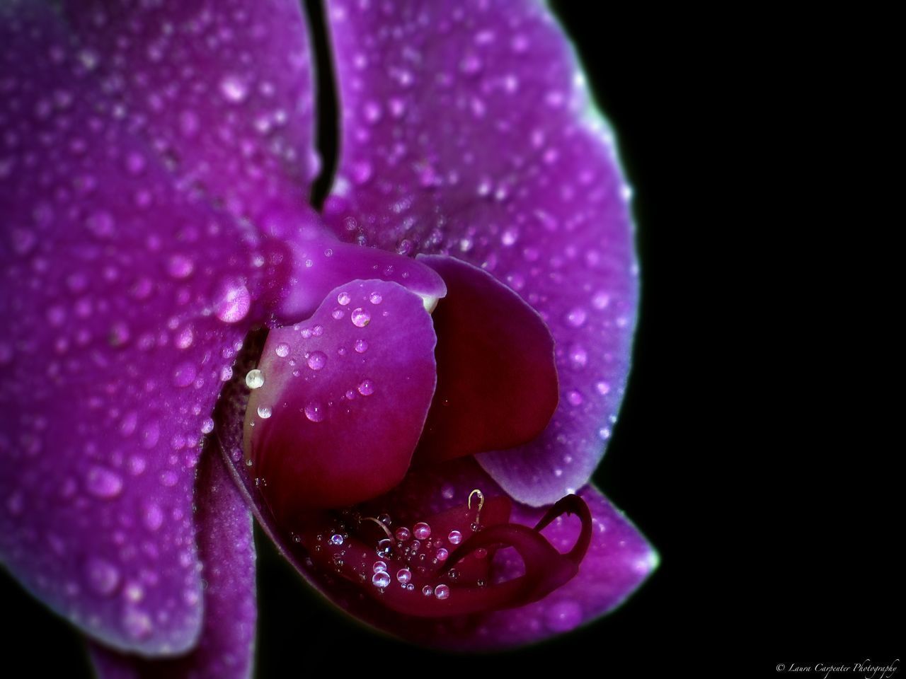 CLOSE-UP OF WATER DROPS ON PINK ROSE