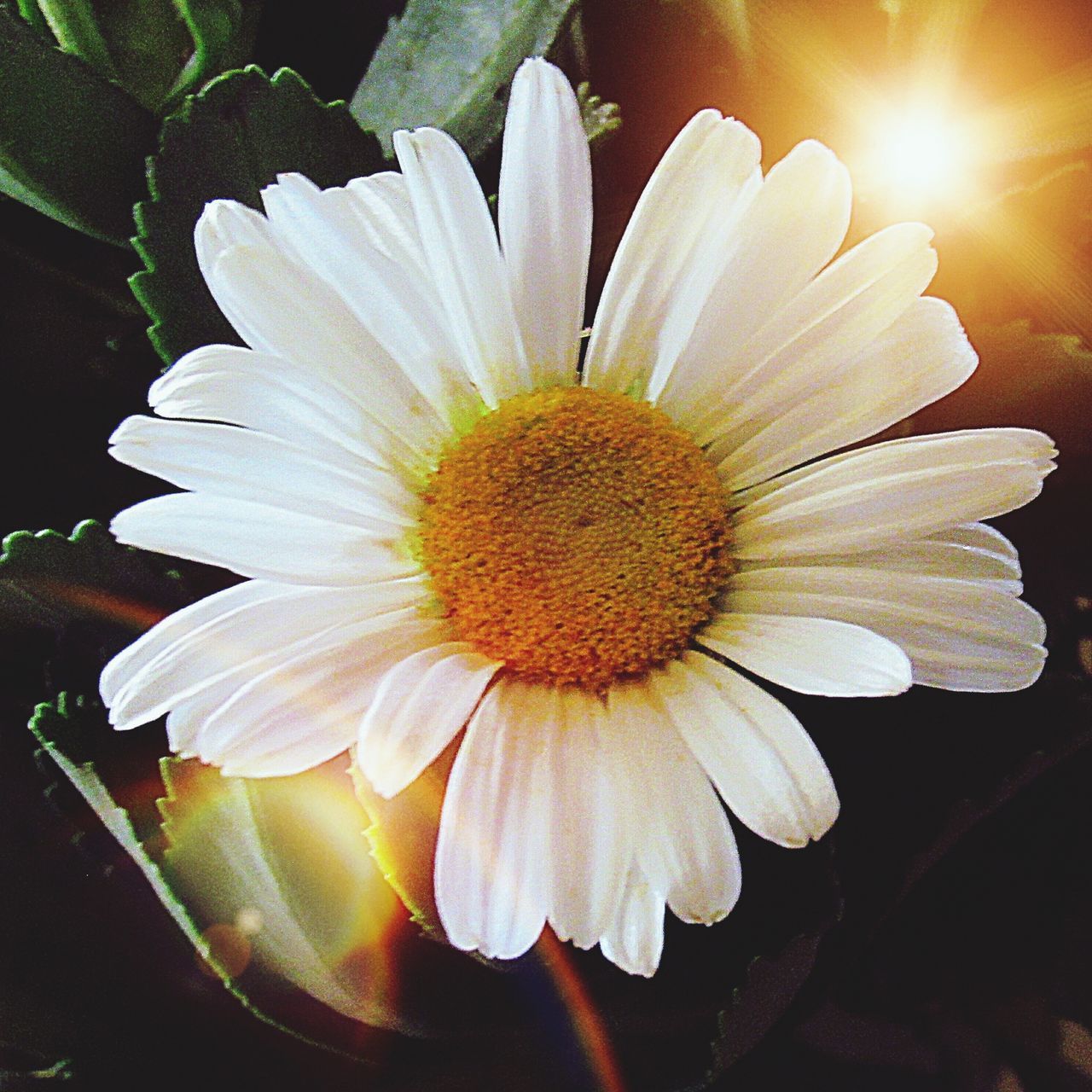 CLOSE-UP OF WET FLOWER