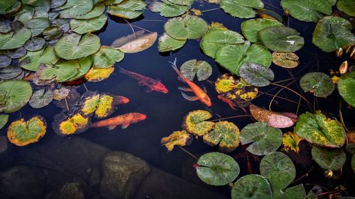 High angle view of leaves floating on lake