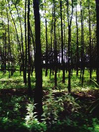 Trees in forest