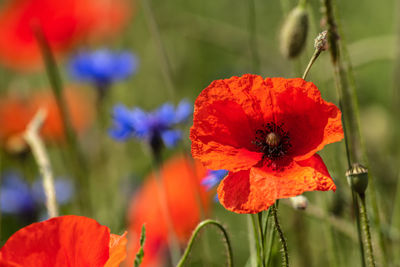 Close-up of red poppy