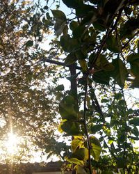 Low angle view of tree against sky