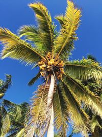 Low angle view of palm trees against blue sky