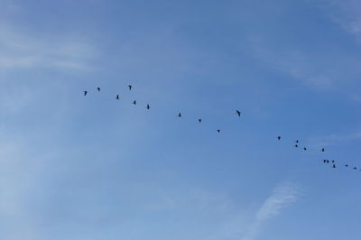 Low angle view of birds flying in sky