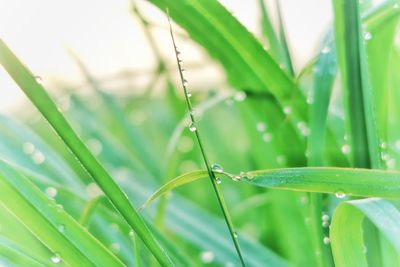 Close-up of wet grass