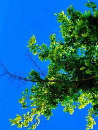 Low angle view of tree against blue sky