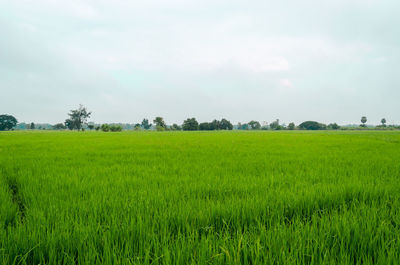 Scenic view of rice field against sky