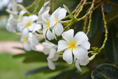 Close-up of white flowering plant in park