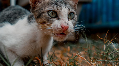 Close-up of cat looking away