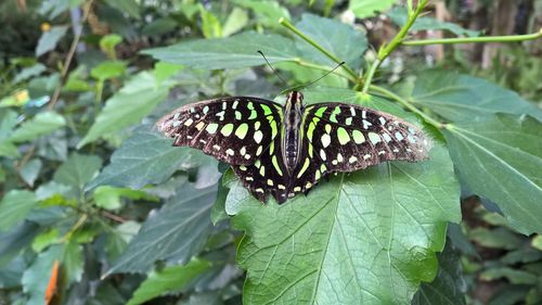 Close-up of butterfly on leaves