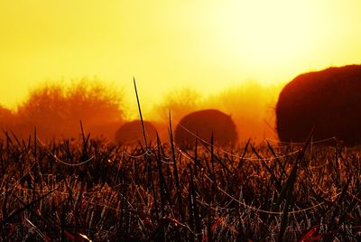 Close-up of grass on field against sky during sunset