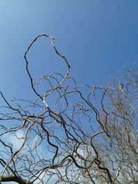 Low angle view of bare tree against clear blue sky