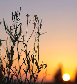 Low angle view of silhouette plants against orange sky
