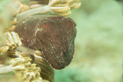 macro photography