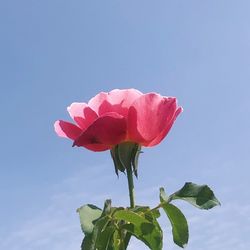 Close-up of pink rose against sky