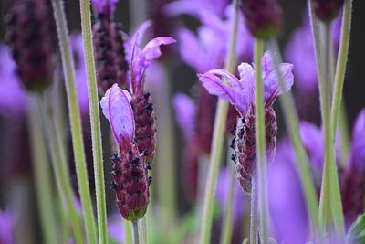 Close-up of purple flowers