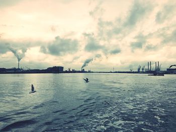 Swans swimming in sea against sky