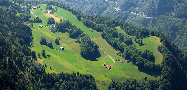High angle view of trees on field