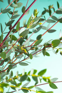 Low angle view of insect on leaves