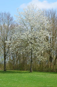 View of cherry blossom trees on field