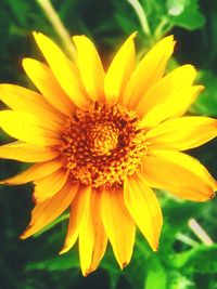 Close-up of yellow flower blooming outdoors