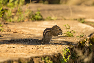 Side view of squirrel on land