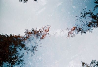 Trees against sky