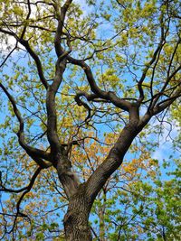 Low angle view of tree against sky