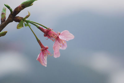 Close-up of pink cherry blossom