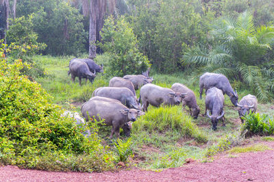 Asian buffaloes grazing on landscape