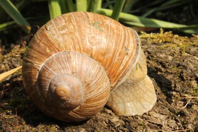 Close-up of snail