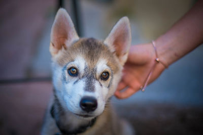 Portrait of dog with hand