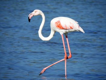 Close-up of bird in water