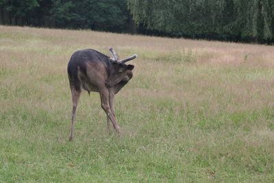 Deer in a field