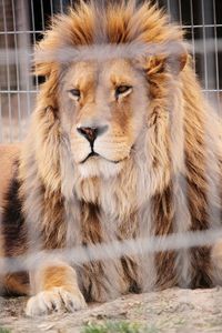 Portrait of lion in zoo