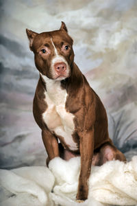 Portrait of dog sitting on bed