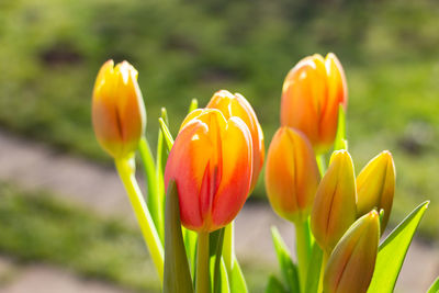 Close-up of yellow tulip