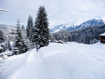 Snow covered land and trees against sky