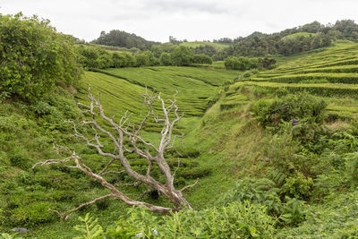 Scenic view of agricultural field against sky