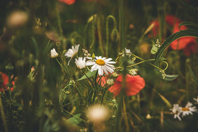 Close-up of white flowering plant on field