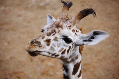 Close-up of giraffe zoo of hanover