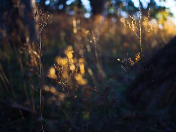 Close-up of plants on field