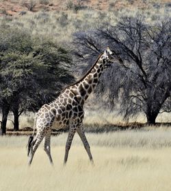 Side view of a giraffe on landscape