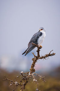 Animals in the wild - black-winged kite - elanus caeruleus