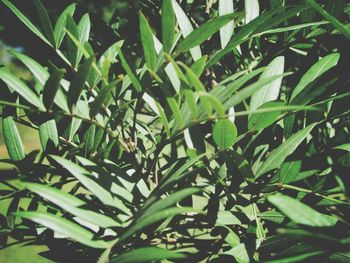 Full frame shot of plants