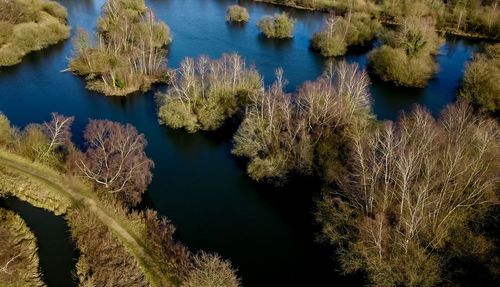 High angle view of trees by lake