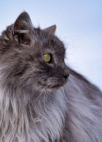 Close-up of a cat looking away