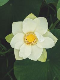 Close-up of white flowering plant